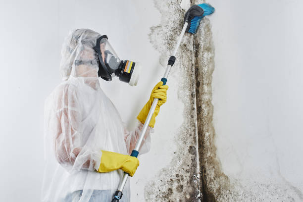 Mold Removal and Inspection in Solana Beach, CA