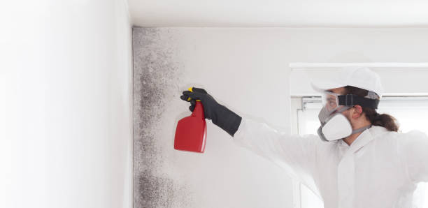 Best Attic Mold Removal  in Solana Beach, CA