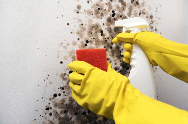 Best Fast Mold Removal  in Solana Beach, CA