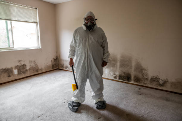 Best Mold Damage Repair  in Solana Beach, CA