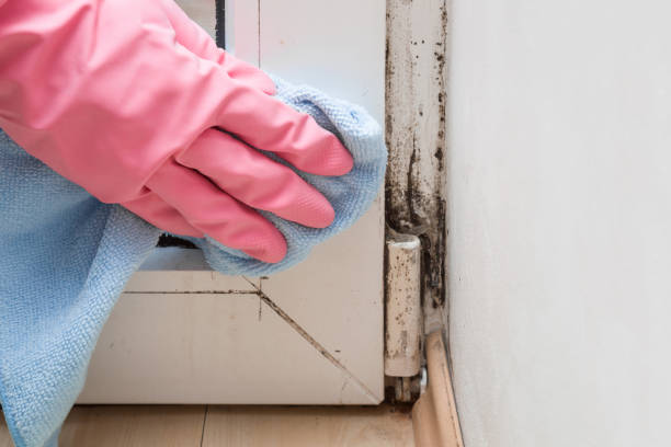 Solana Beach, CA Mold Removal Company