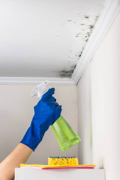 Best Residential Mold Removal  in Solana Beach, CA